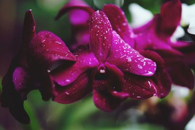 Close-up of wet pink rose flower