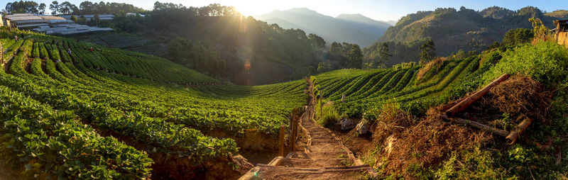 Scenic view of vineyard against sky