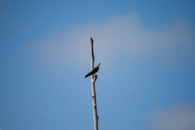 Low angle view of bird perching against clear sky