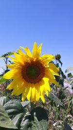 Close-up of sunflower