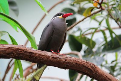 Close-up of bird perching on branch