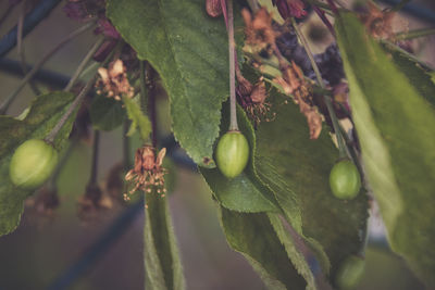 Close-up of fruit on tree