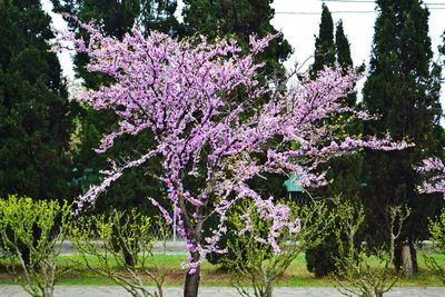 Pink flowers on tree