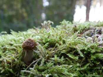 Close-up of mushroom growing on field