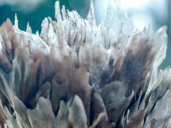 Close-up of frozen plants during winter