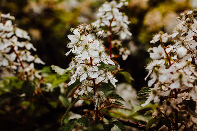 Close-up of white flowering plant