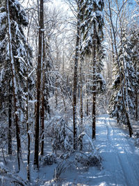 Bare trees in forest during winter