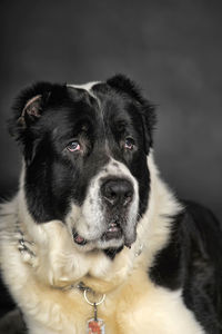 Close-up portrait of dog