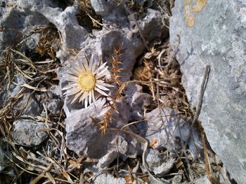 Close up of flowers