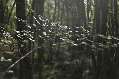 Close-up of water drops on trees in forest