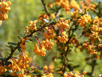Close-up of orange fruits on tree
