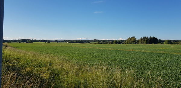 Scenic view of field against clear sky