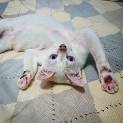 High angle view of cat lying on bed