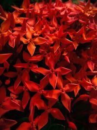 Full frame shot of red flowers