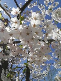 Low angle view of apple blossoms in spring