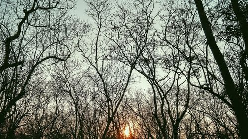 Low angle view of bare trees against sky