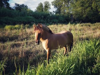 Horse in a field