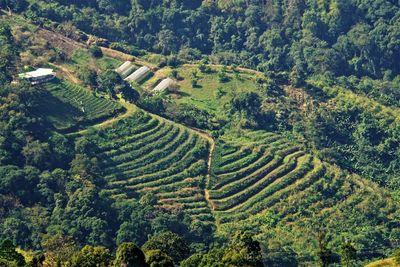 High angle view of agricultural field