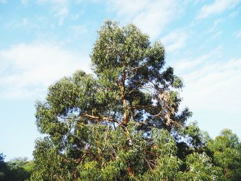 Low angle view of trees against sky