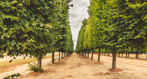 Panoramic view of trees on field