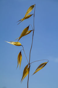 Close-up of plant against blue sky