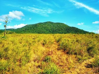 Scenic view of field against sky