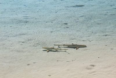 High angle view of fishes swimming in sea