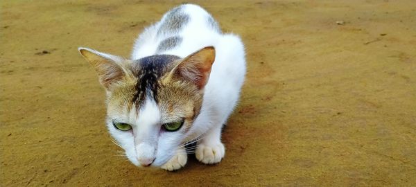 High angle view of a cat