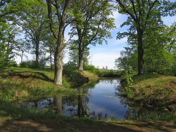 Scenic view of lake in forest