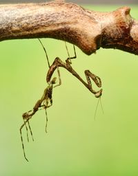 Close-up of insect on branch