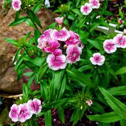 Close-up of pink flowers