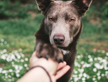 Close-up of person holding dog