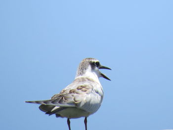 Low angle view of seagull perching against clear sky