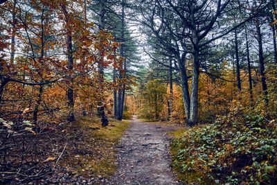 Footpath amidst trees in forest during autumn