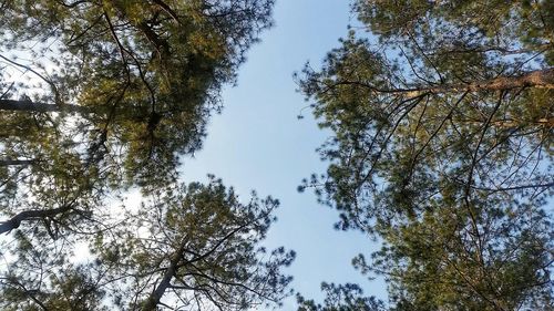 Low angle view of trees