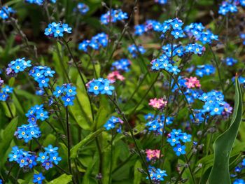 Close-up of flowers blooming in garden