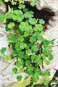 High angle view of ivy