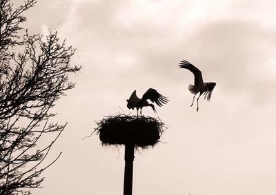 Low angle view of silhouette birds flying against sky