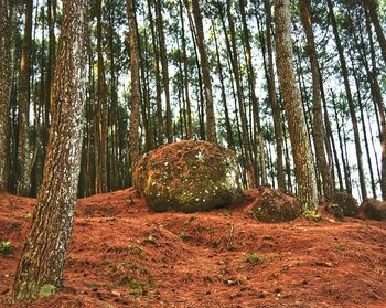 Trees growing in forest