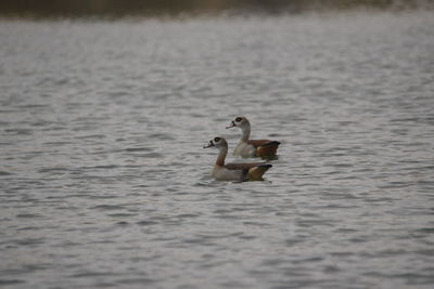 Ducks swimming in lake