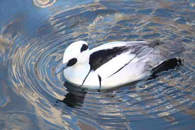 High angle view of swan swimming in lake