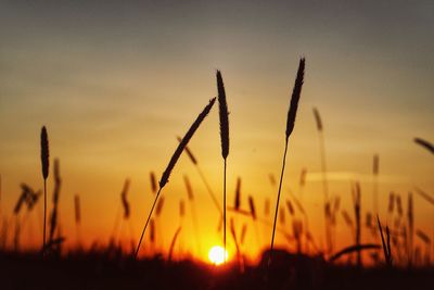 Close-up of silhouette plants on field against sunset sky