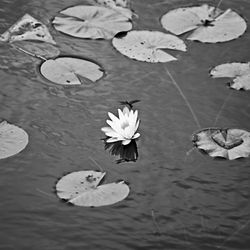 High angle view of lotus water lily in lake