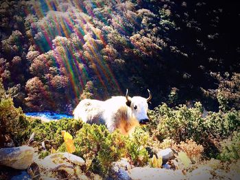 Panoramic view of sheep on tree