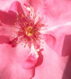 Close-up of pink rose flower