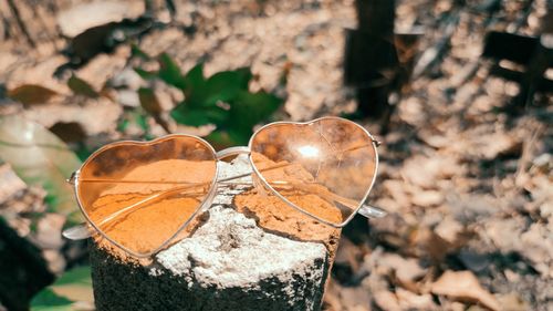 High angle view of leaf on glass