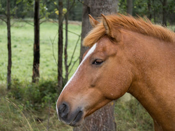 Close-up of a horse on field