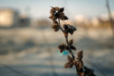 Close-up of wilted plant by sea against sky