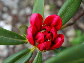 Close-up of red flower blooming outdoors