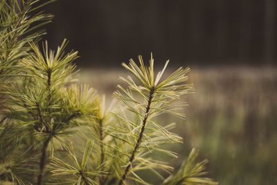 Close-up of fresh plant